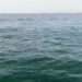 Humpback Dolphins Sighted in Balochistan Waters, Sign of Rich Marine Life (Screengrab)