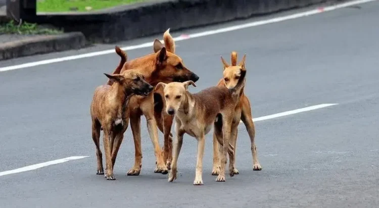 File