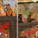 Hania Aamir can be seen wearing a bright yellow outfit with floral hand garlands, matching the festive mood of a traditional Mayun ceremony, while Asim Azhar grooves enthusiastically in a black outfit (Screengrab)